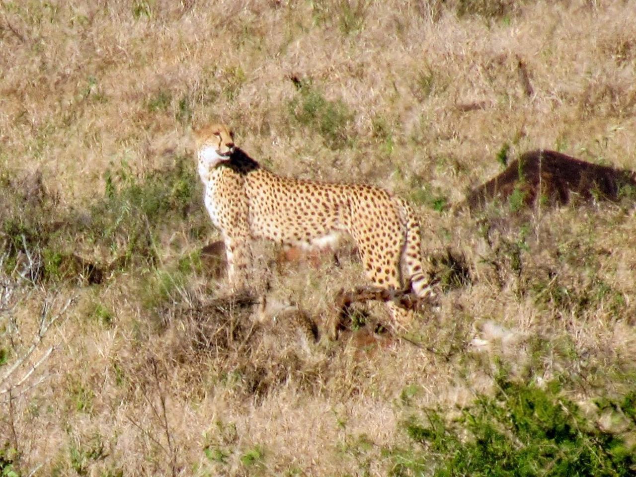 Guepardo na savana