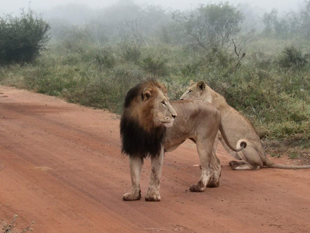 Casal de leões na estrada