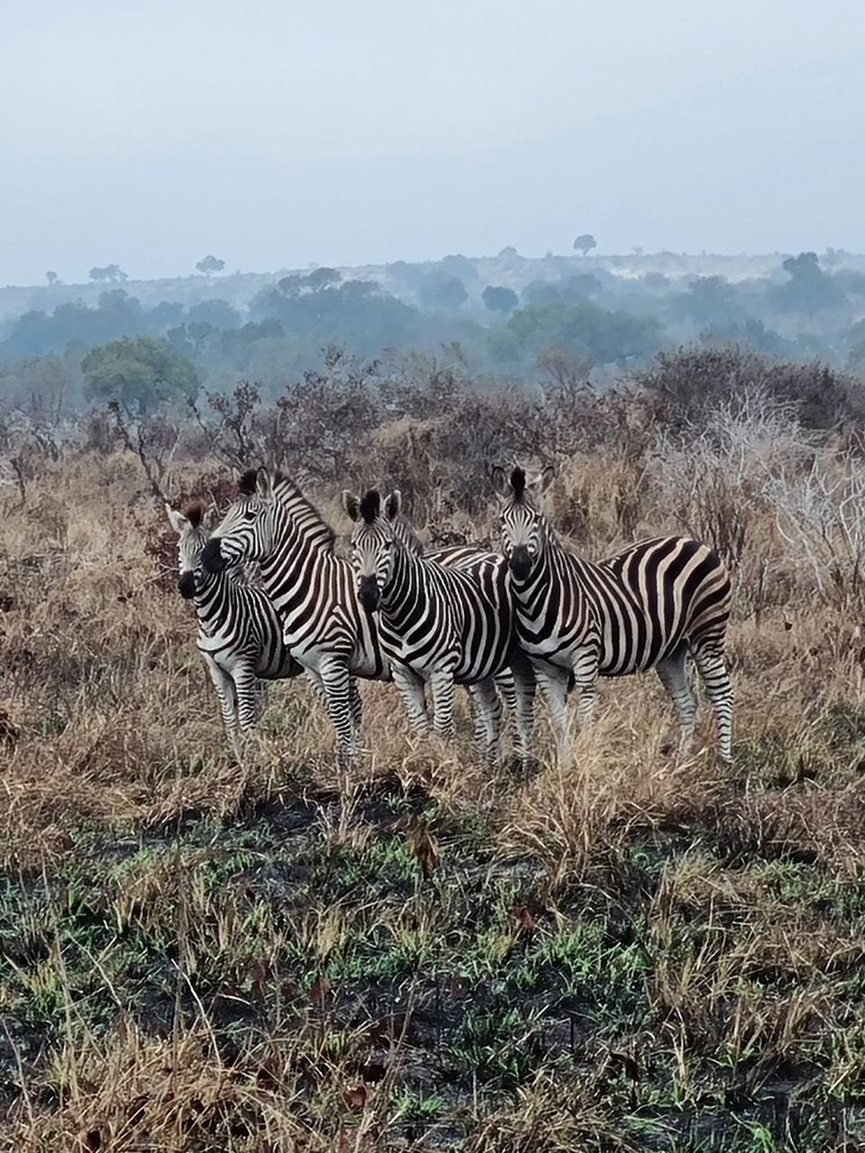 Grupo de zebras na savana